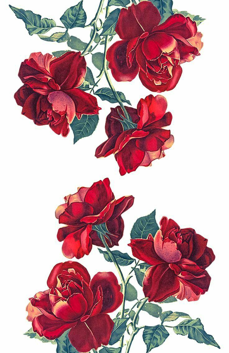 Roses Flowers Art Nature February Drawing Rose Illustration