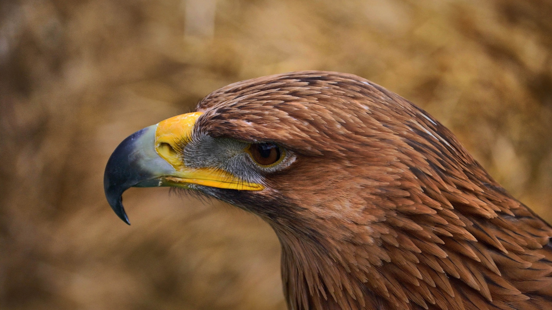 Wallpaper Eagle Beak Predator Bird Full HD 1080p