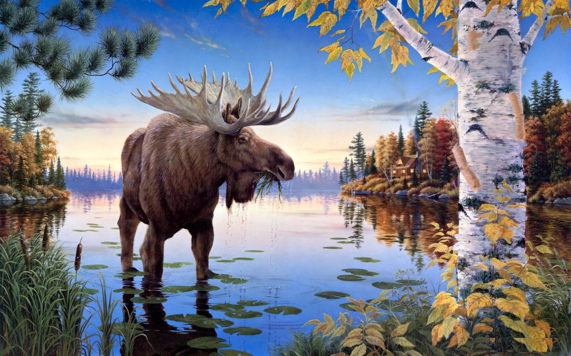 Moose Wallpaper