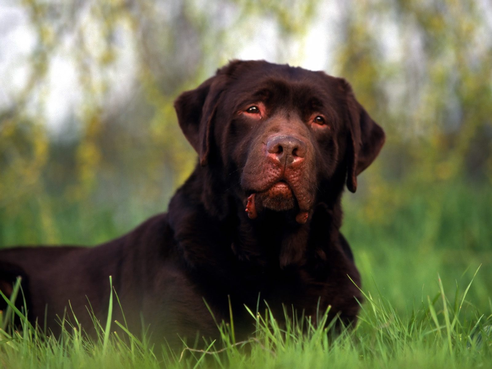 Download Chocolate Labrador Wallpapers Pictures Photos