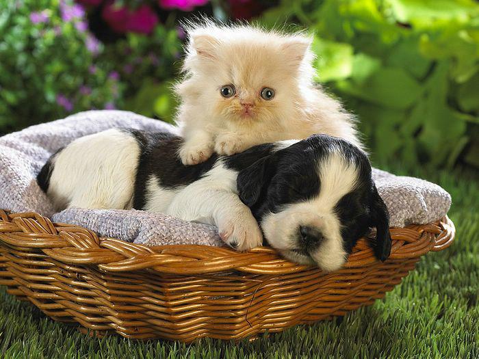 Cute Cool Pets 4u Very Kittens Pictures