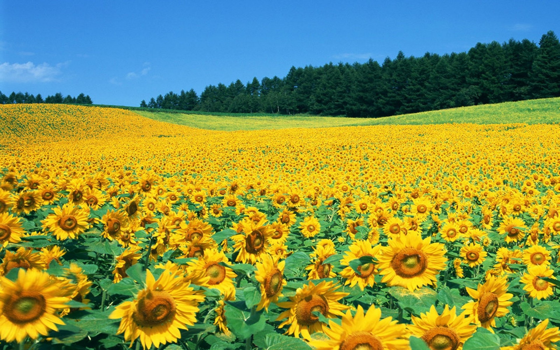 Sunflower Field Pictures Background Wallpaper HD