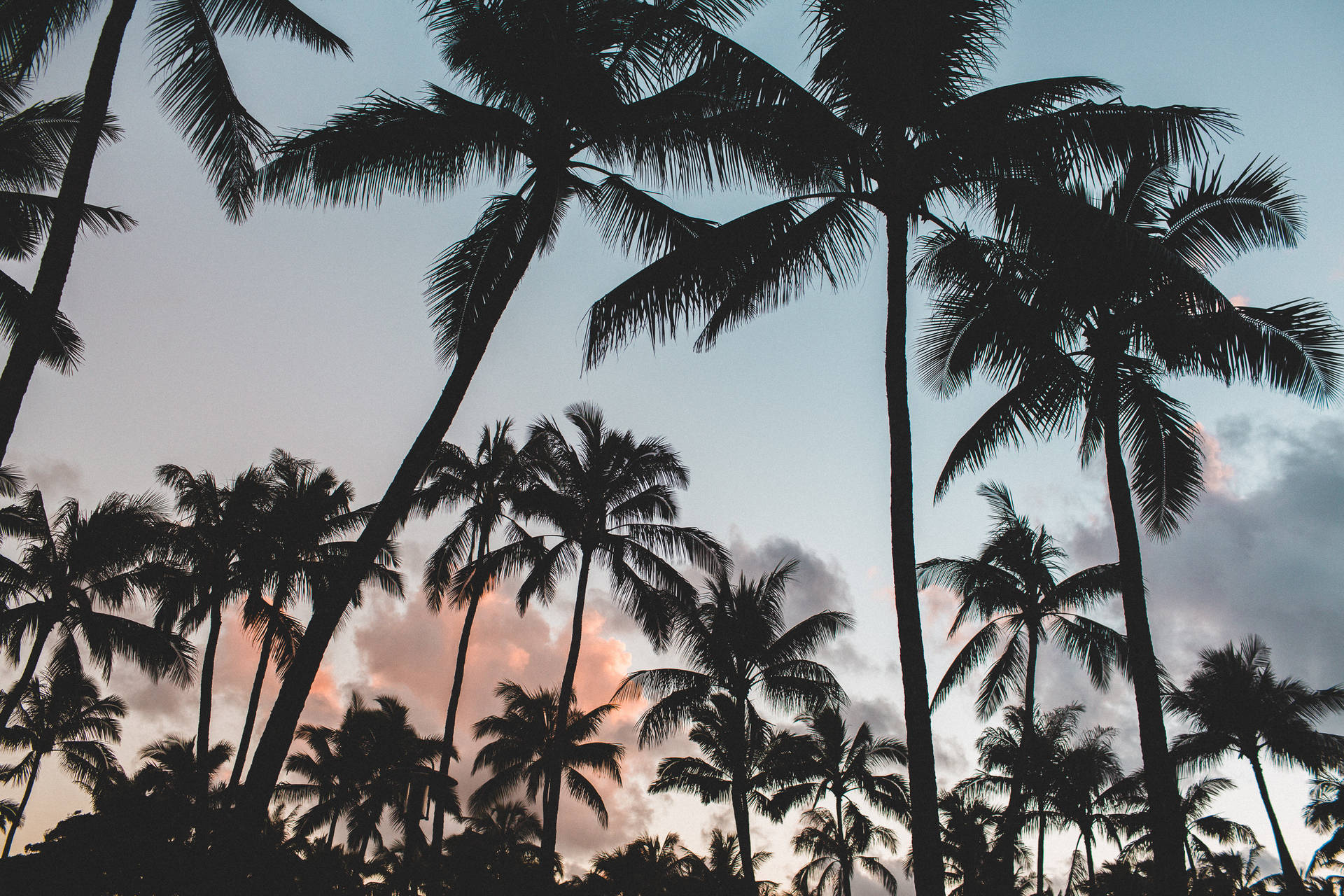 Coconut Tree Wallpaper