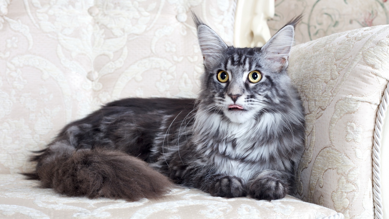 Download Wallpaper 1366x768 Maine coon Cat Fluffy Chair