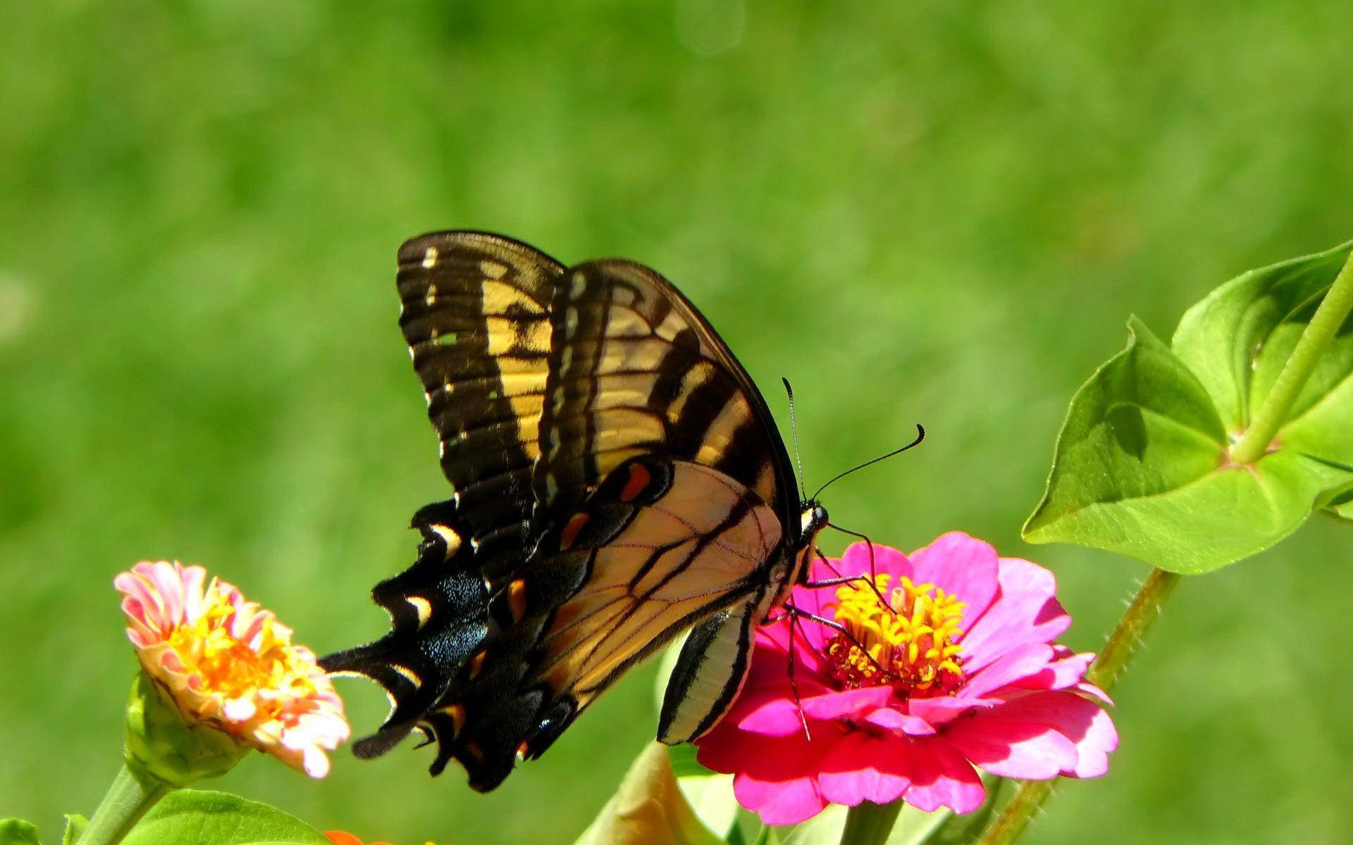Most Beautiful Spring Wallpaper