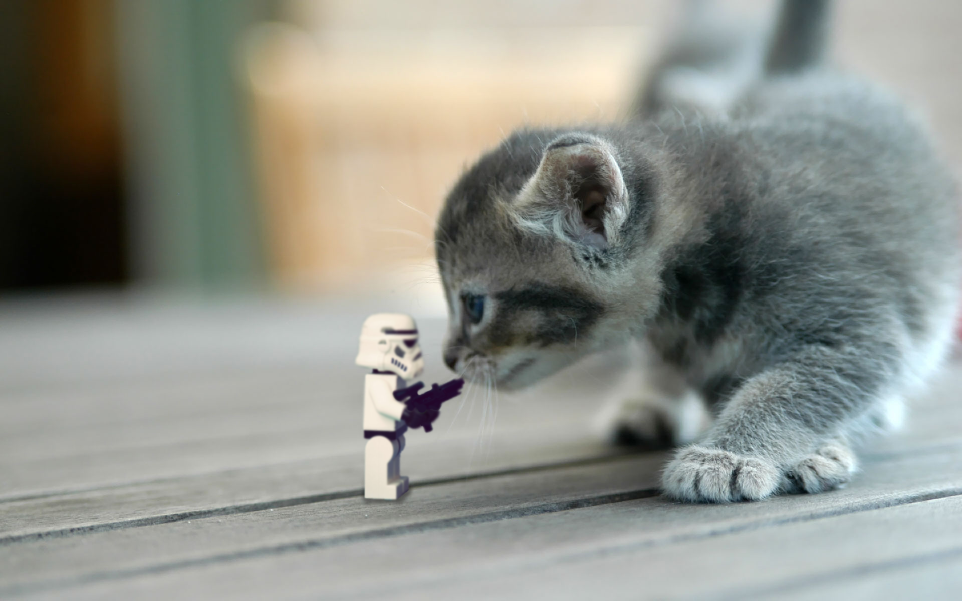 stormtrooper vs cat by Kveldsvanger on