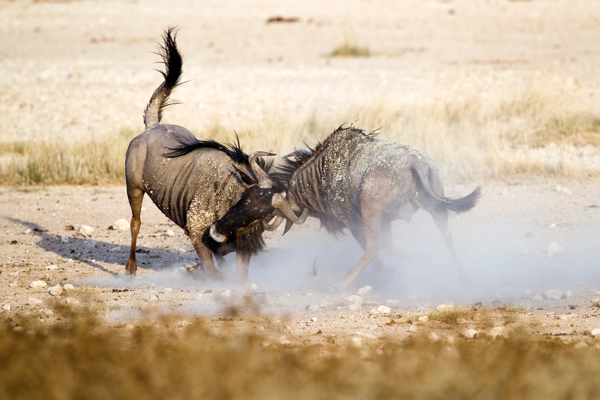 Two wildebeest locking horns in a dusty standoff, showcasing their power and territorial dispute
