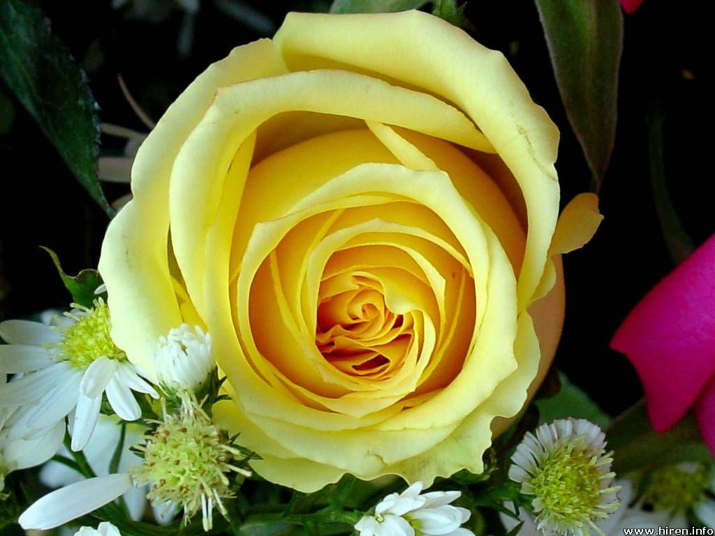 Wallpaper Yellow Rose