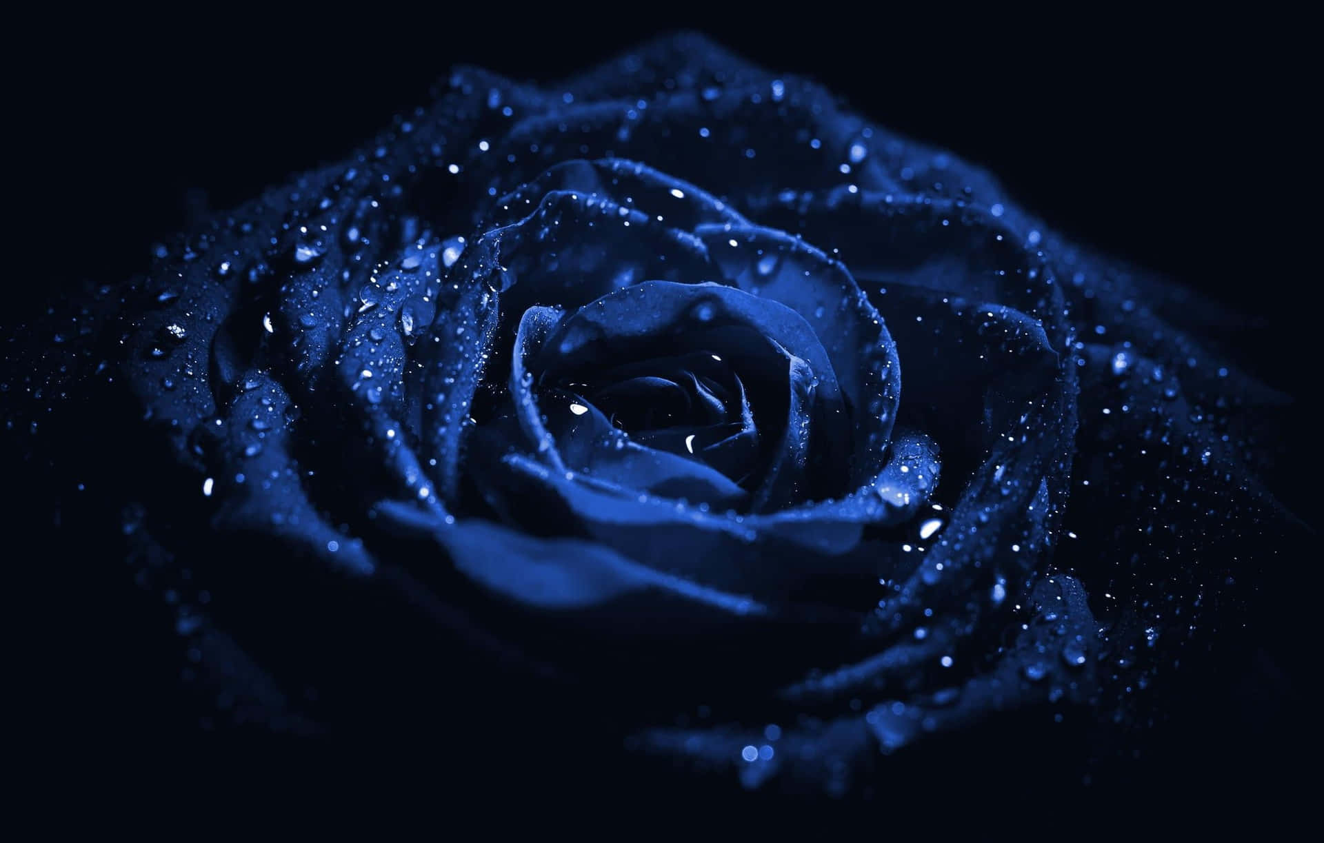 Dark Blue Rose Abstract Wallpaper