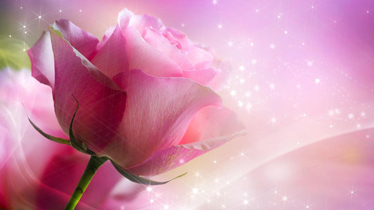 Pink Rozen Live Agtergrond   Android Apps op Google Play
