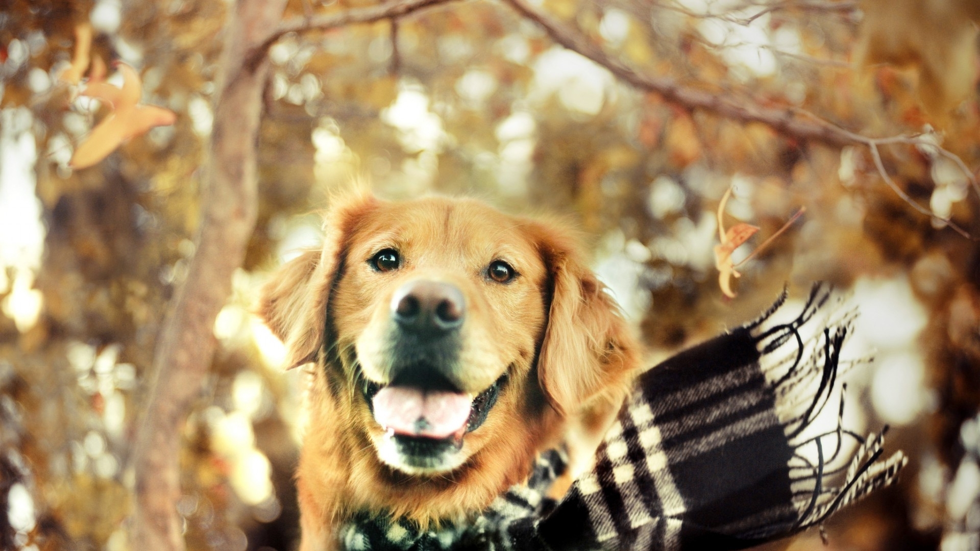 Golden Retriever Wrapped In A Scarf Wallpaper