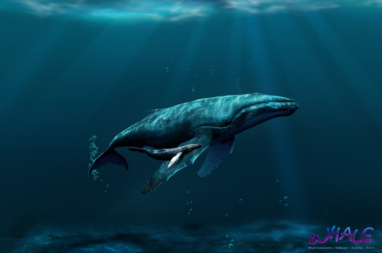 Whale Wallpaper On