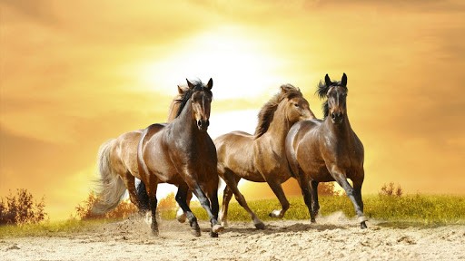 Horse HD Wallpaper Live For Android Appszoom
