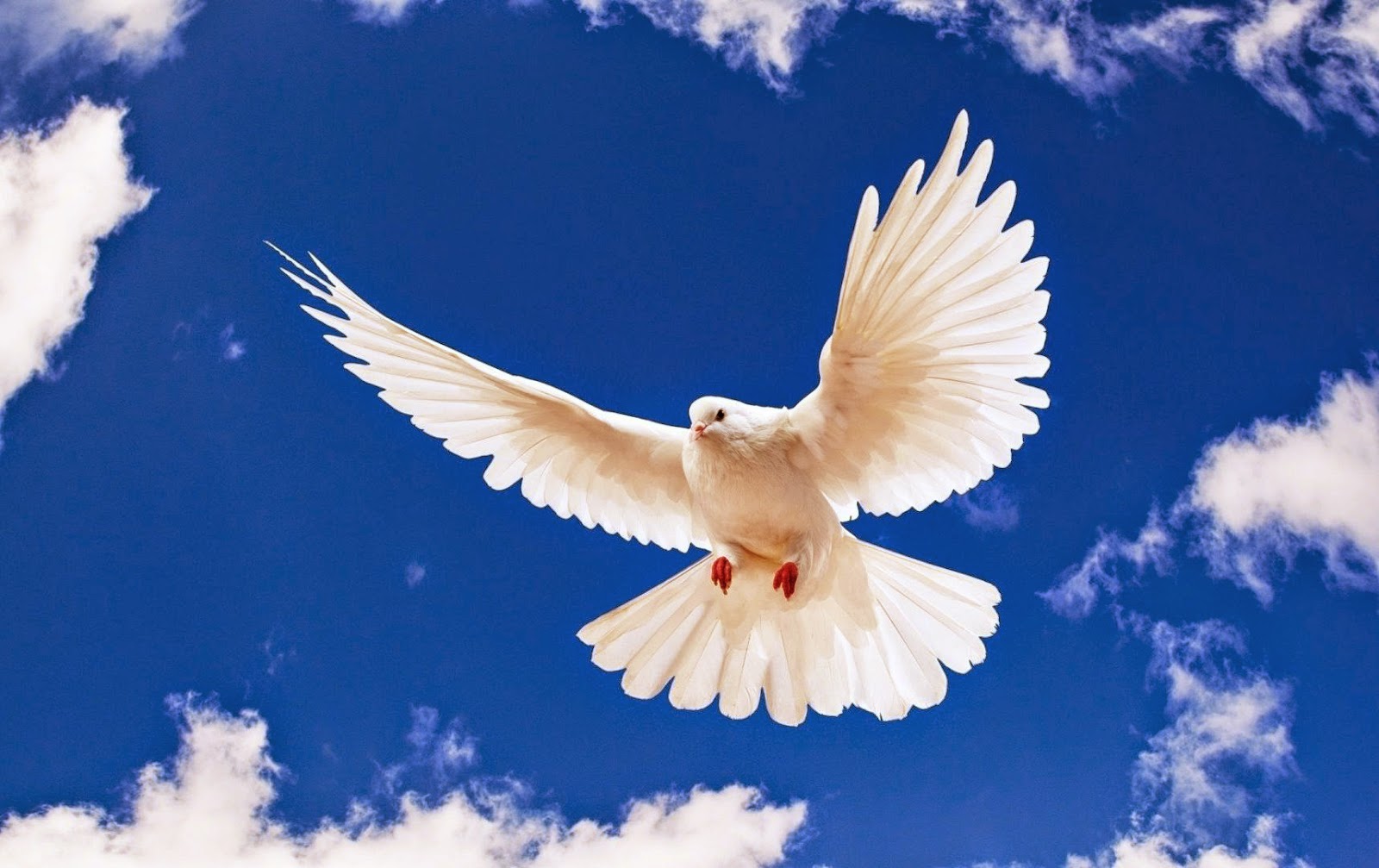 Dove Wallpaper HD Beautiful Collection