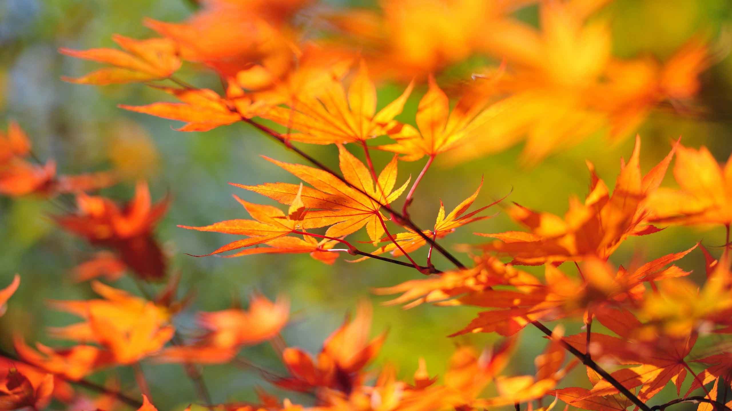 Autumn Leaf Wallpaper