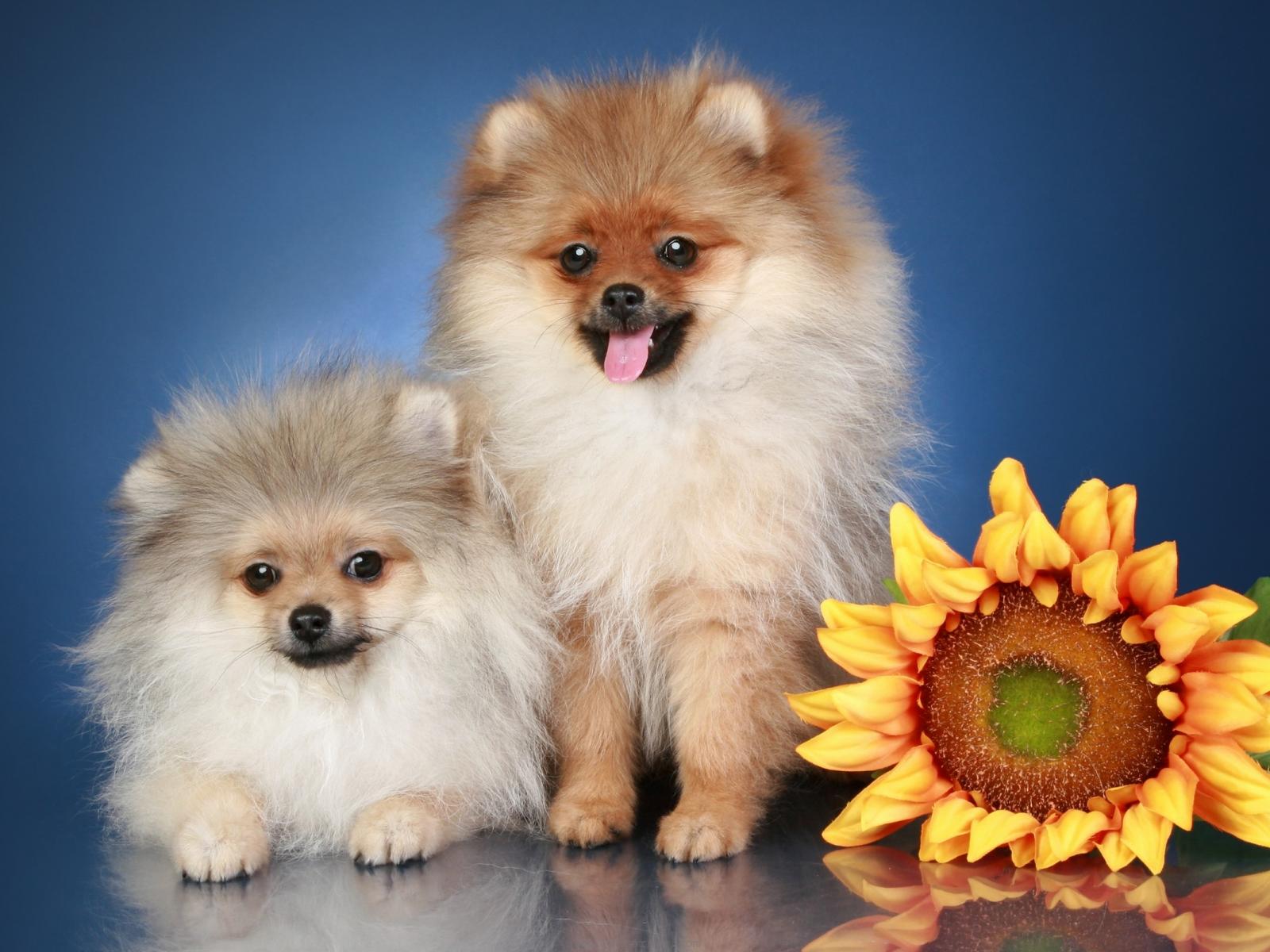 Wallpaper Sweet Dogs Adorable Animal Cute Face Flowers