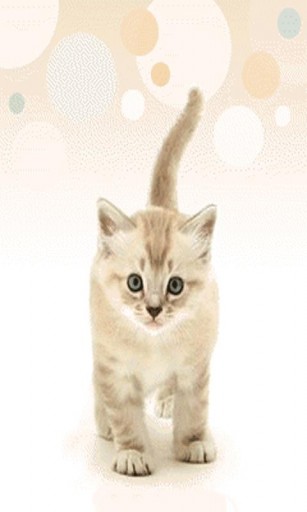 Bigger Kitten Live Wallpaper For Android Screenshot