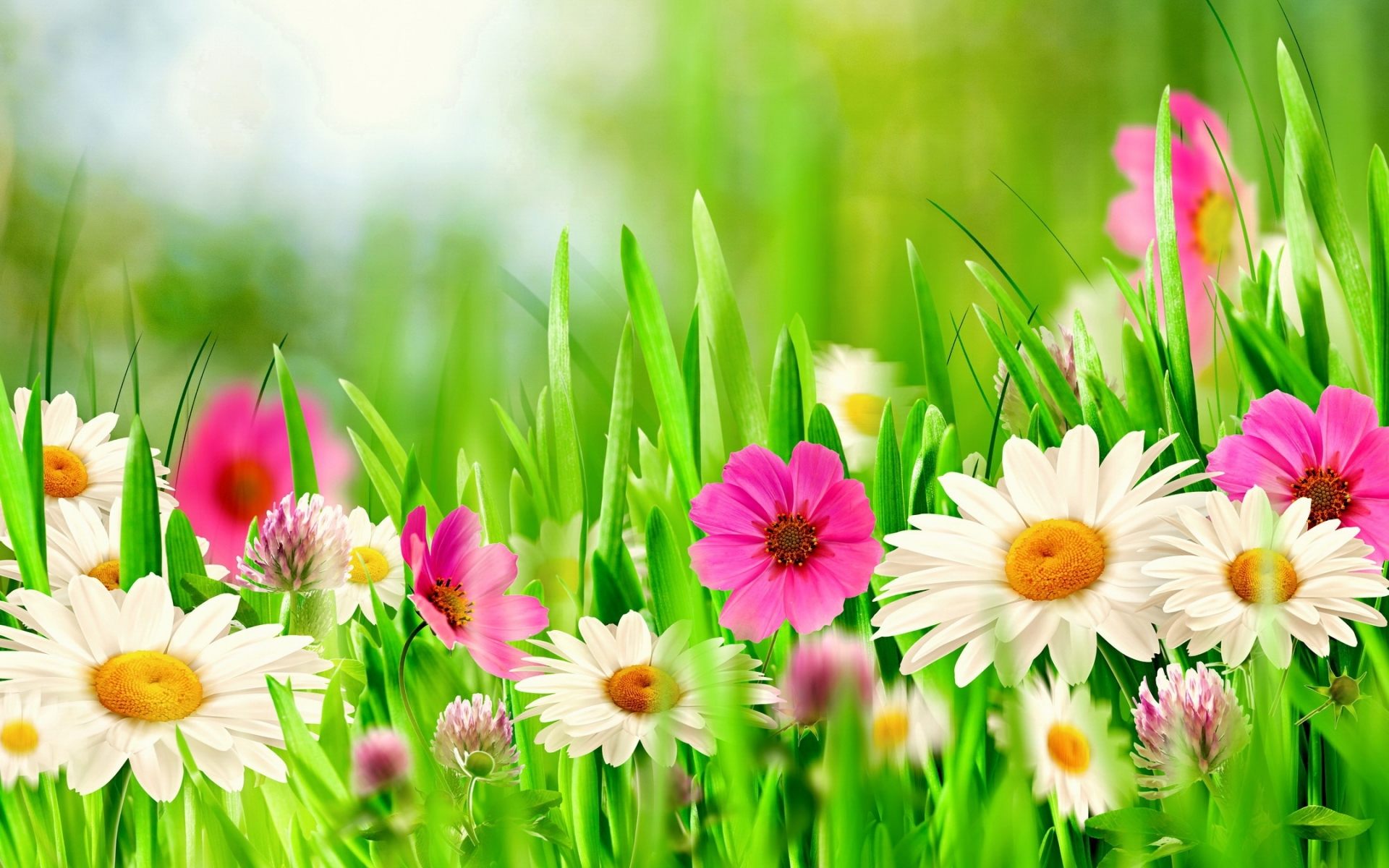 Spring Flowers HD Wallpaper Background Image Id