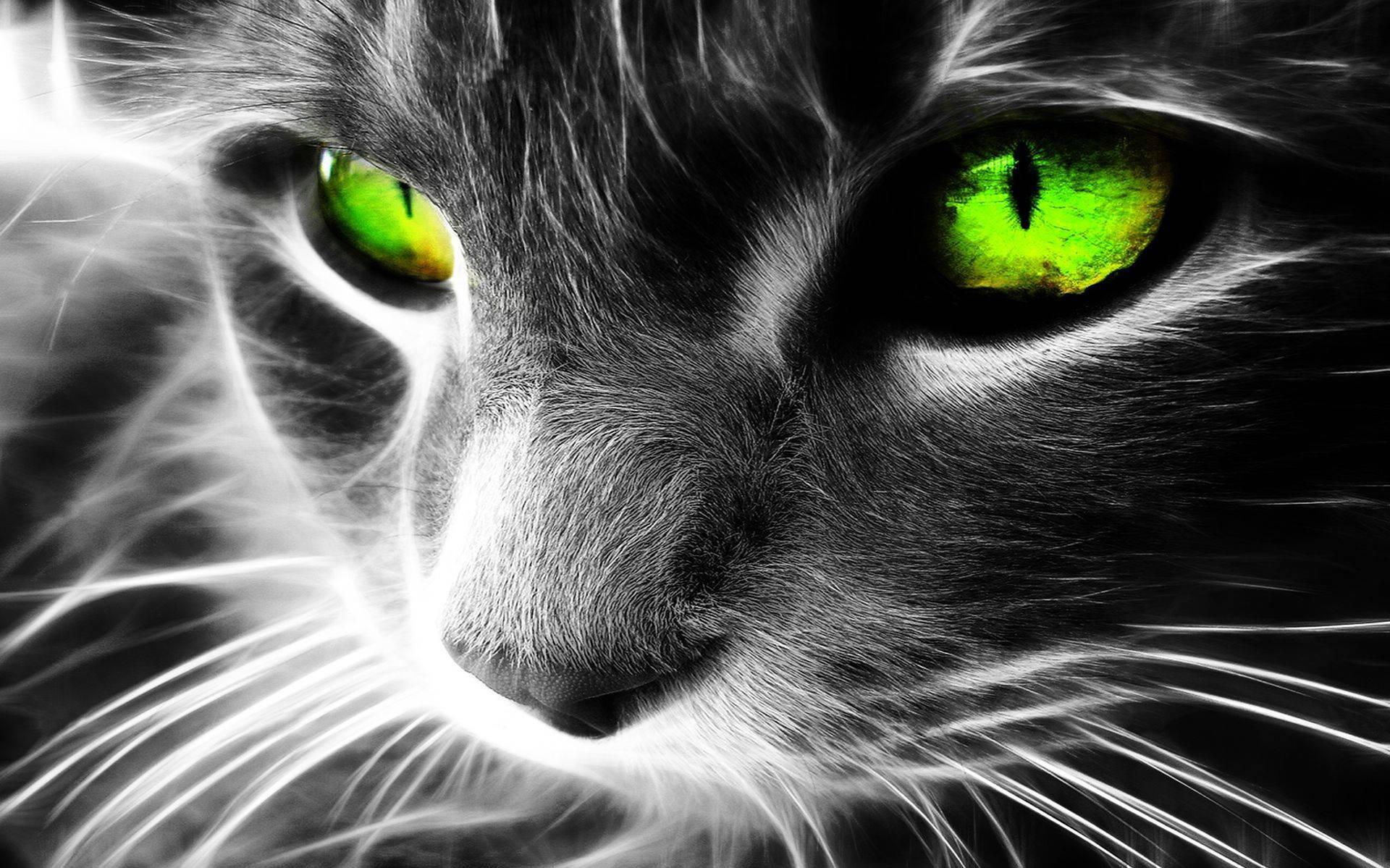 Green Eyed Cool Cat Wallpaper