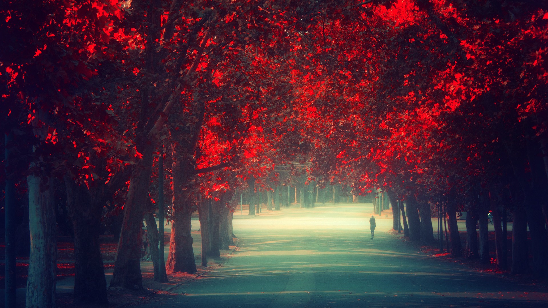 Trees Autumn Season Red Leaves Remembrance Wallpaper