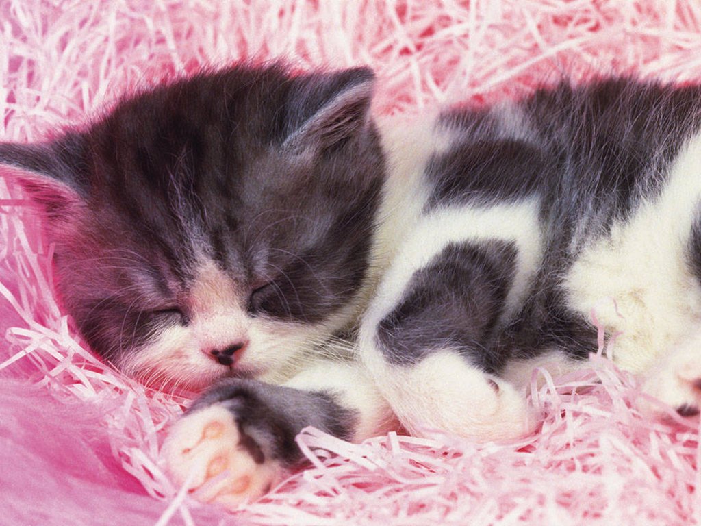Cute Baby Kittens HD Wallpaper In Animals