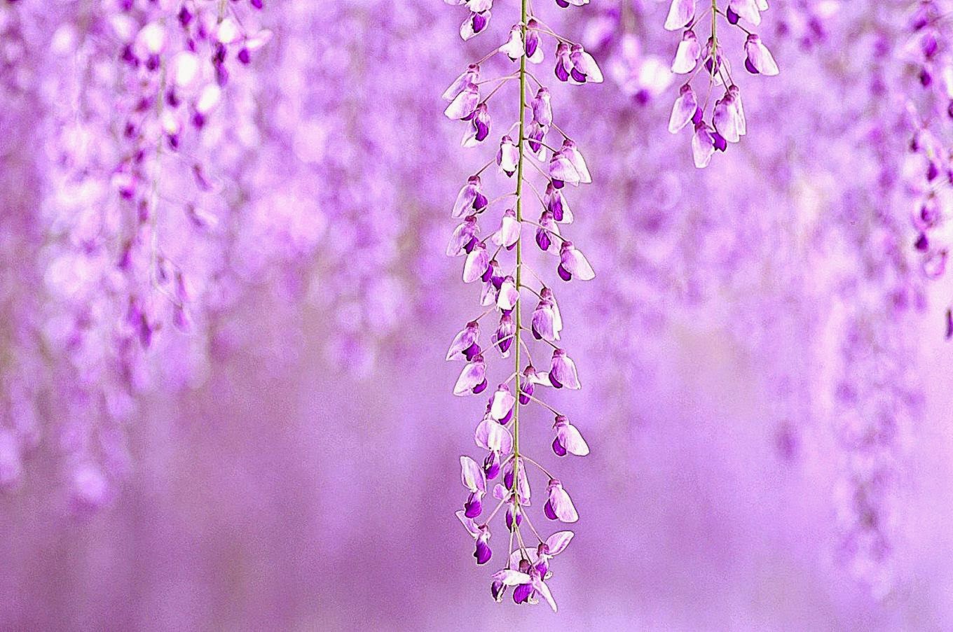 Flowers Purple Wallpaper Background Background Wallpapers