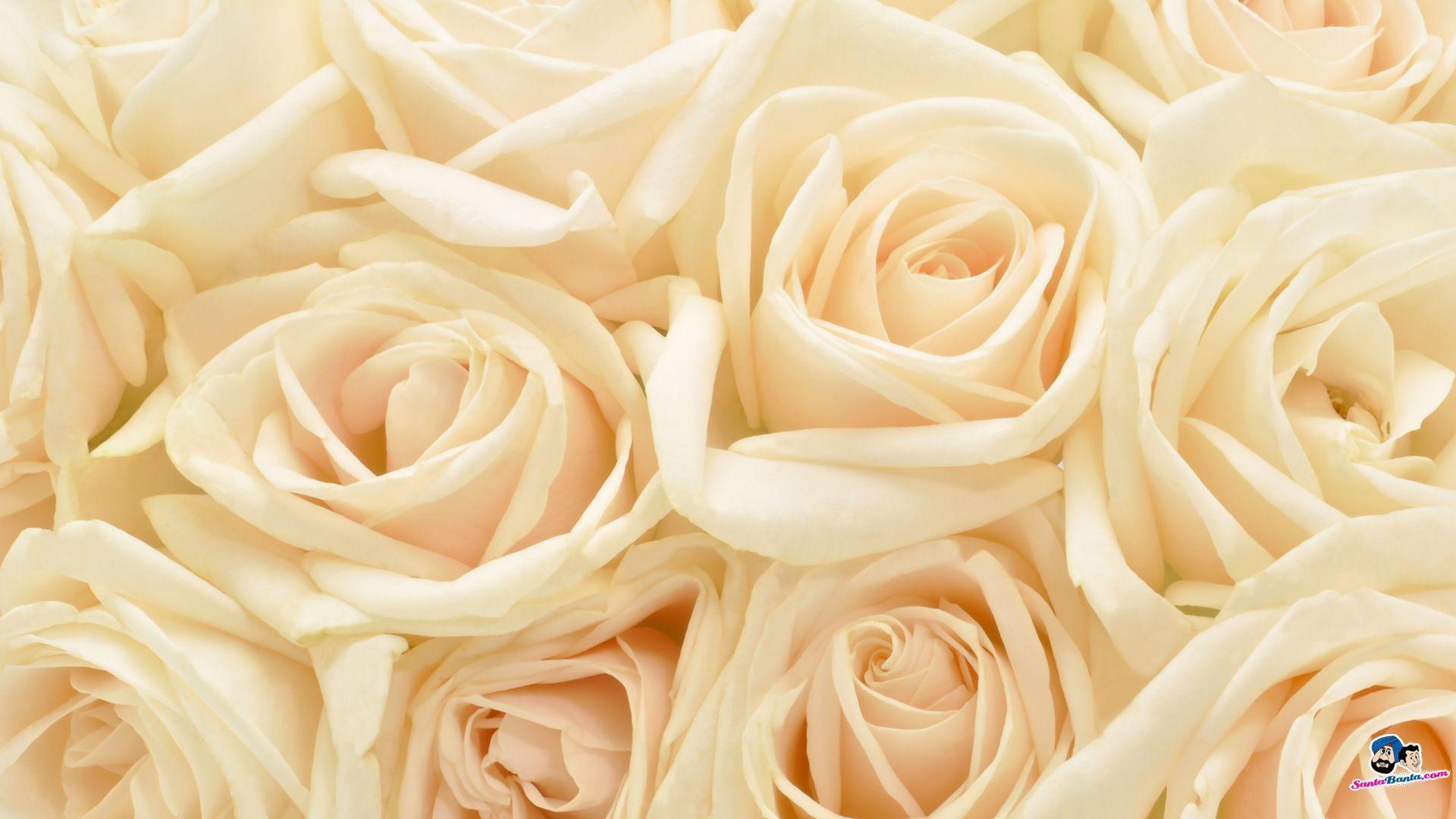 White Rose Background