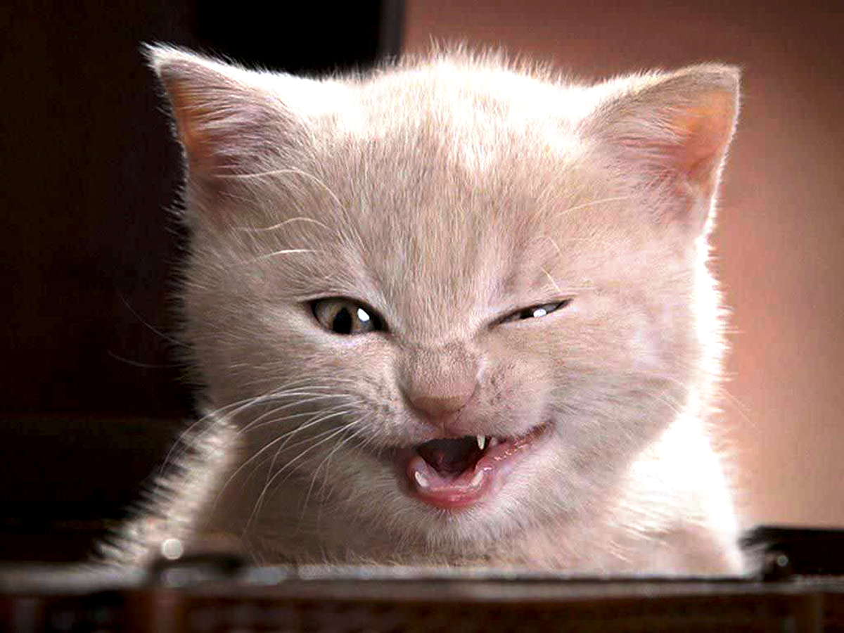 Funny Cat Cats Wallpaper Background Fine HD