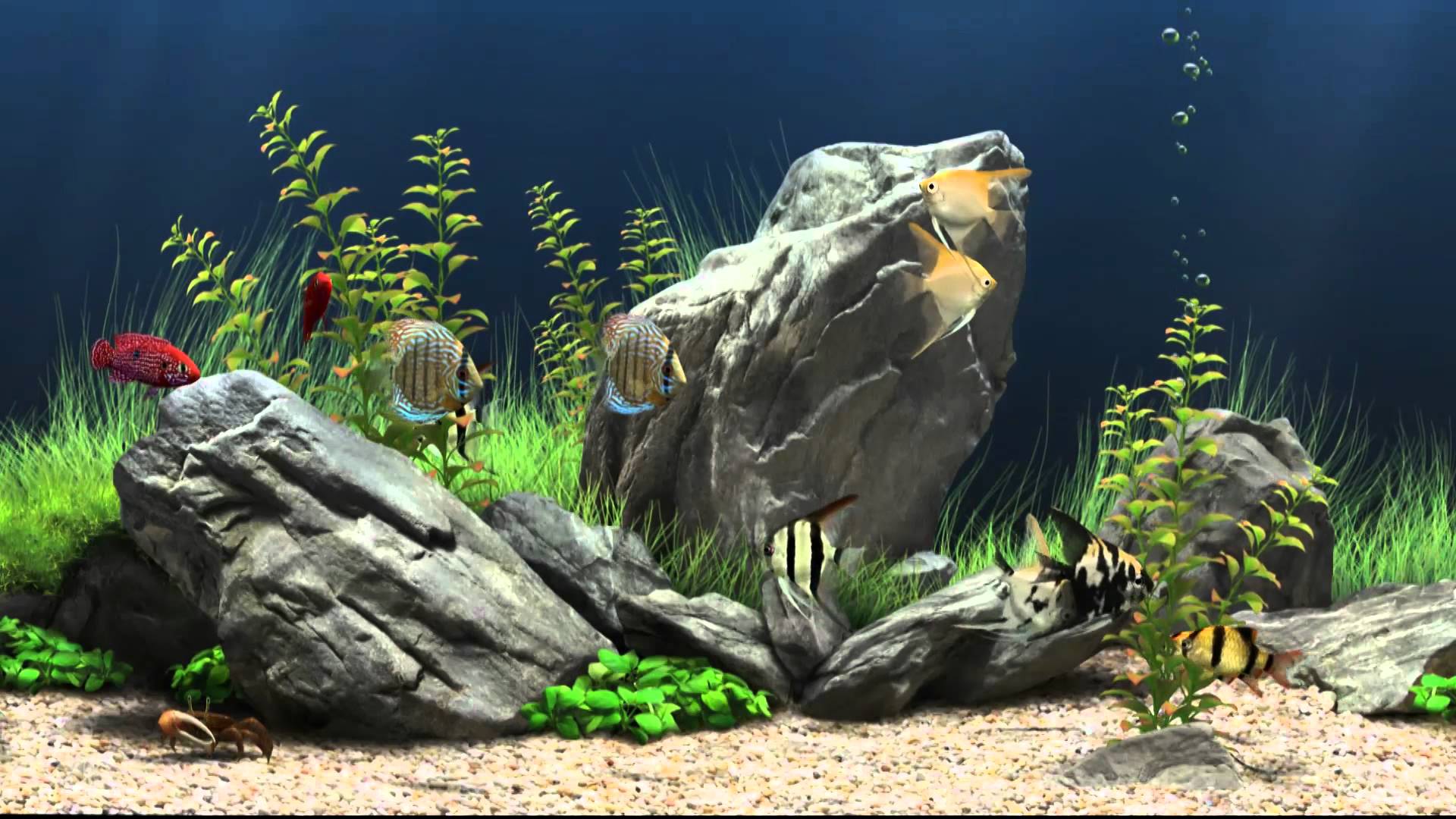 saltwater aquarium backgrounds