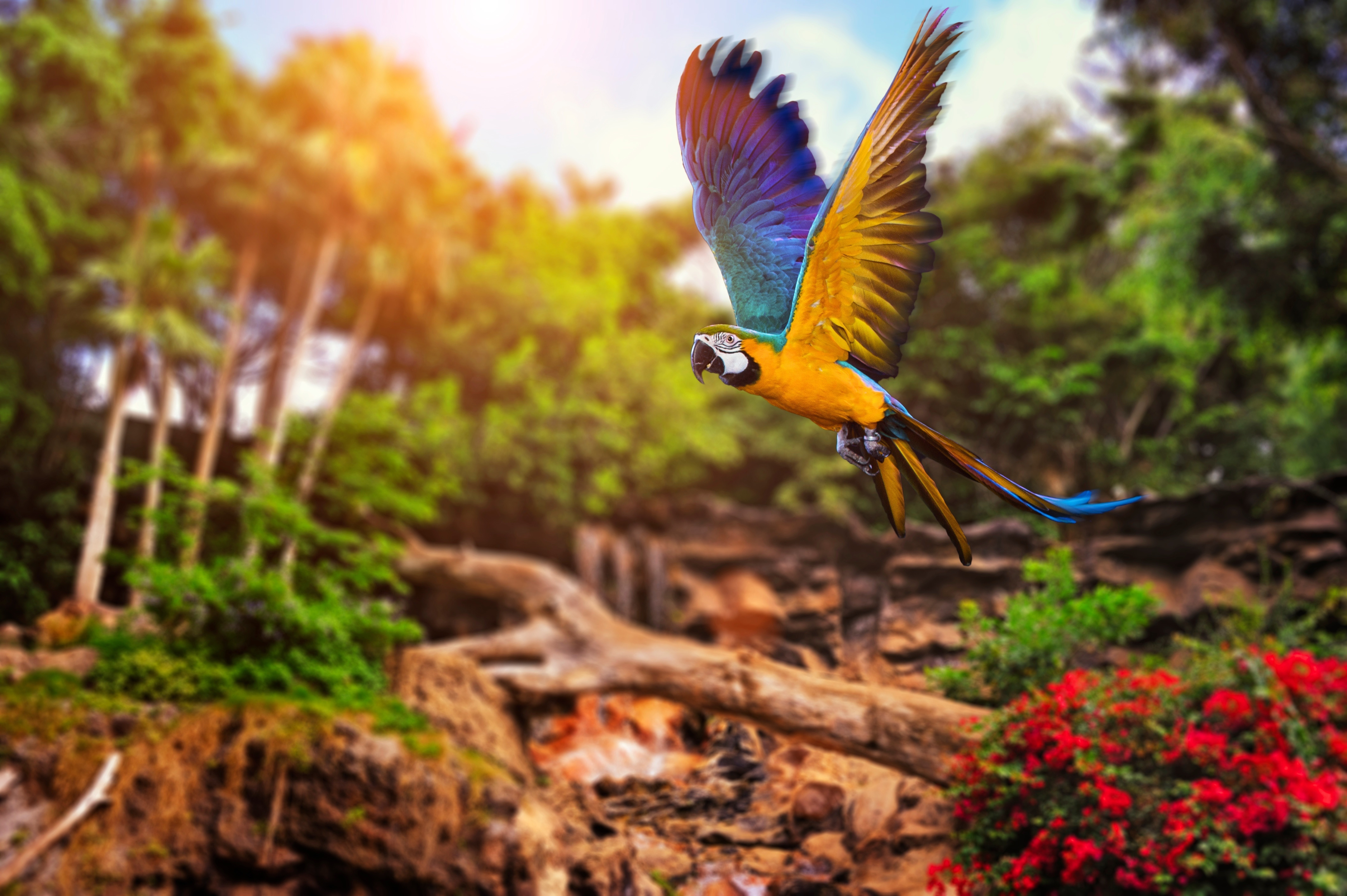 A blue-and-gold macaw soars through a lush tropical rainforest, its vibrant plumage a stark contrast to the verdant greenery. The sunlight filters through the canopy, illuminating the scene and creating a sense of tranquility and wonder.  This stunning bird wallpaper captures the beauty and freedom of these magnificent creatures in their natural habitat