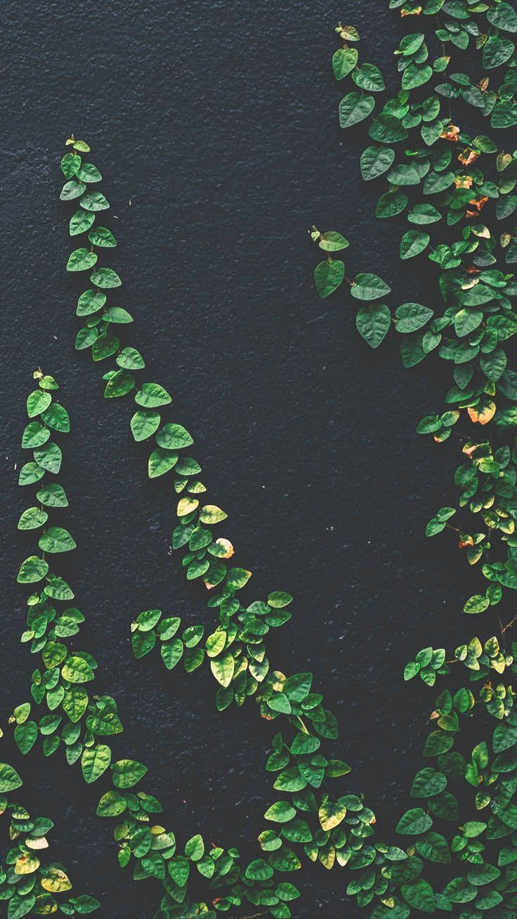 Plants iPhone Green Wall Wallpaper