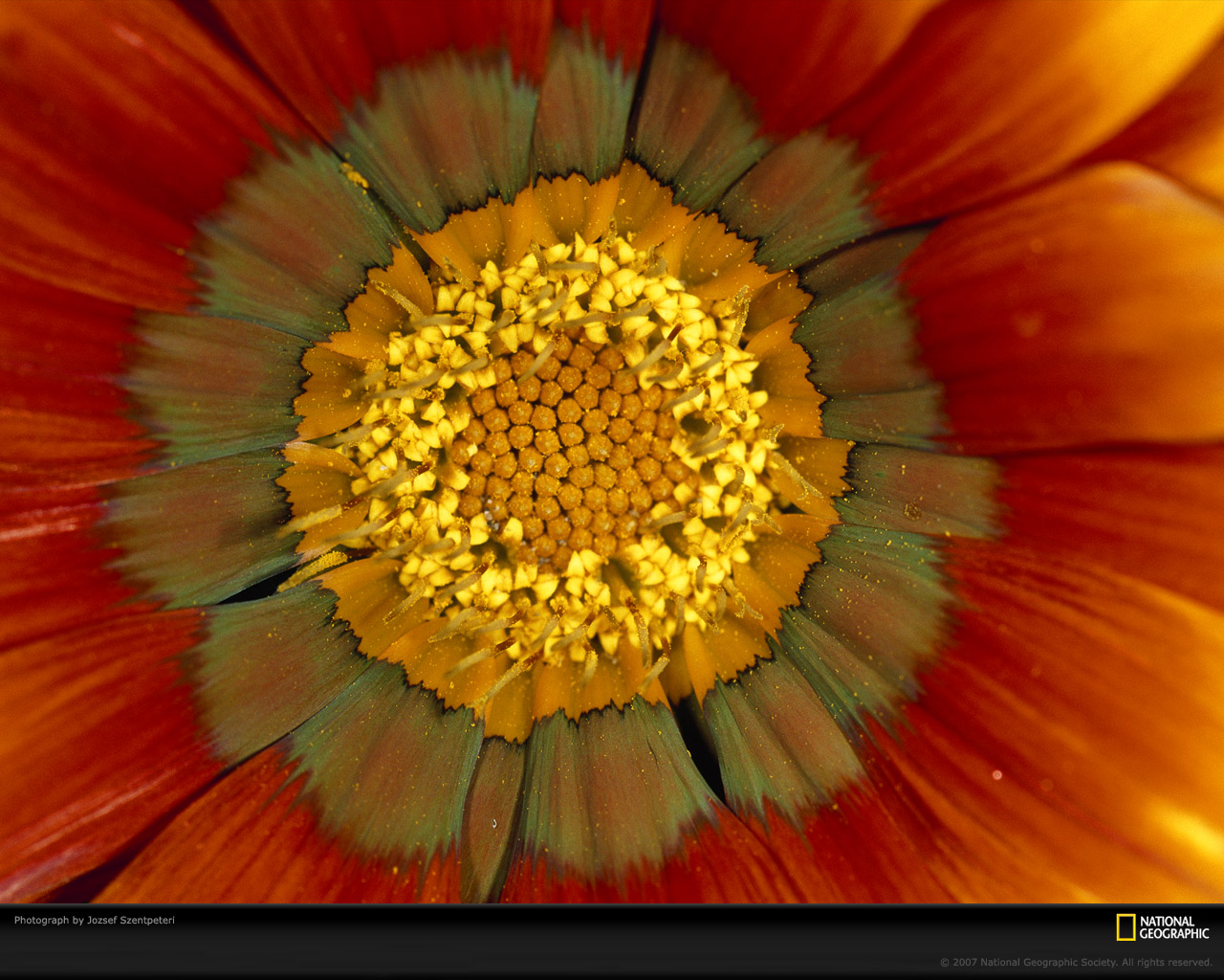 Flower Spores Picture Desktop Wallpaper