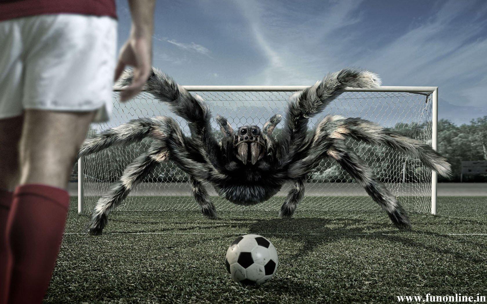 Spider Wallpapers Download Poisonous and Deadly Spiders HD Wallpaper
