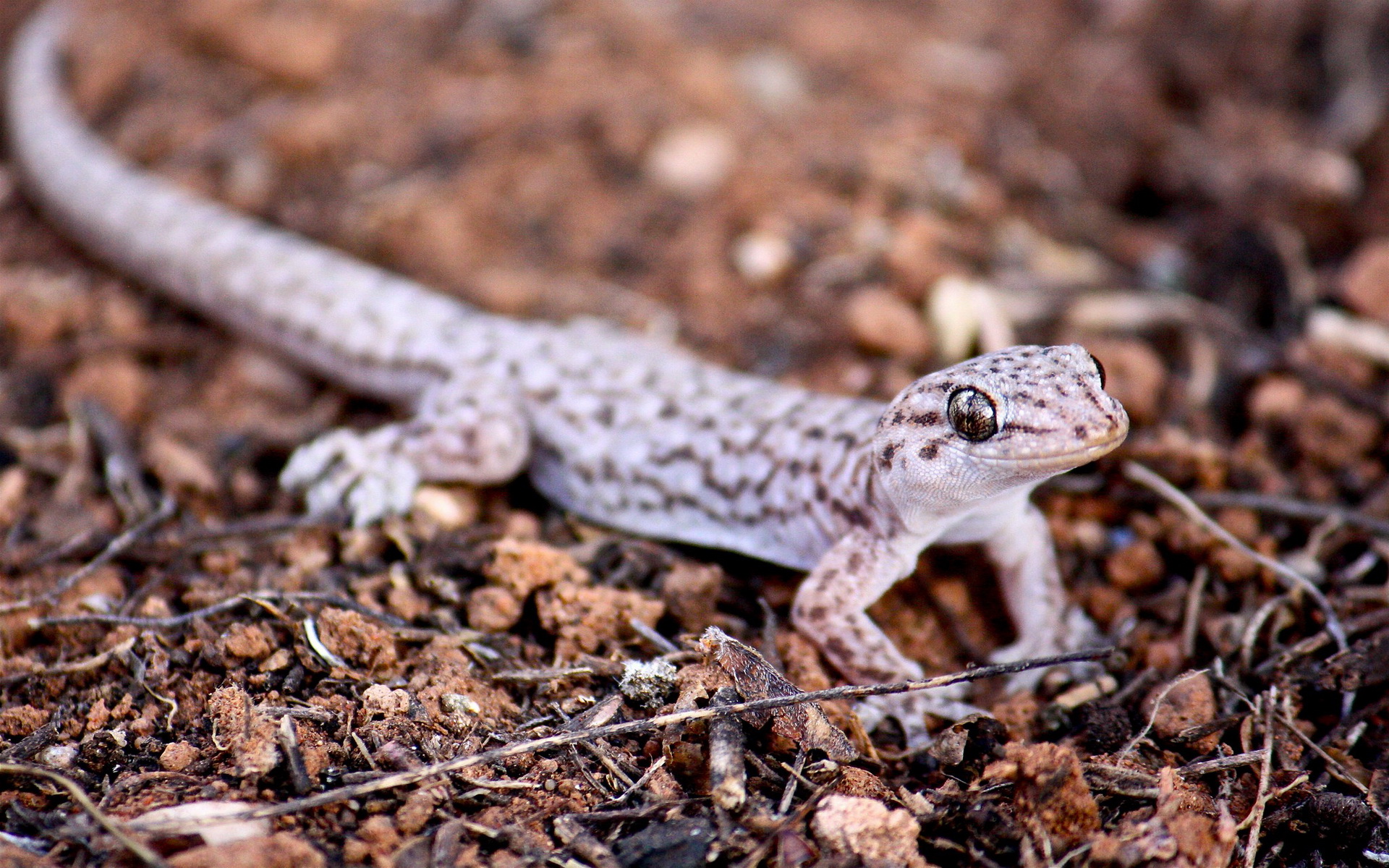 Leopard Gecko Full HD Wallpaper And Background