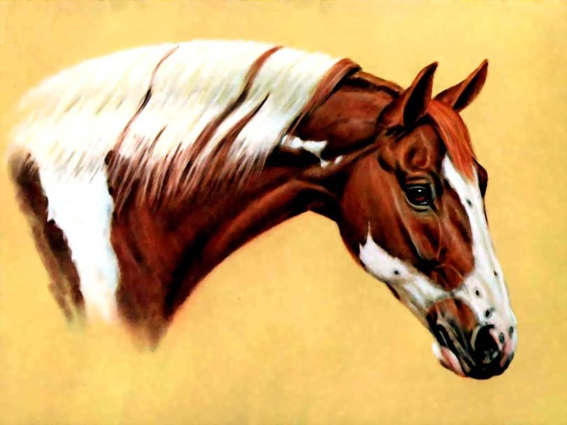 American Indian Horse Wallpaper