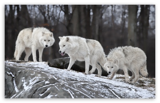 White Wolves Pack HD Desktop Wallpaper Widescreen High Definition