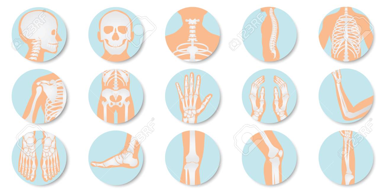 Orthopedic And Skeleton Icon Set On White Background Bone X Ray