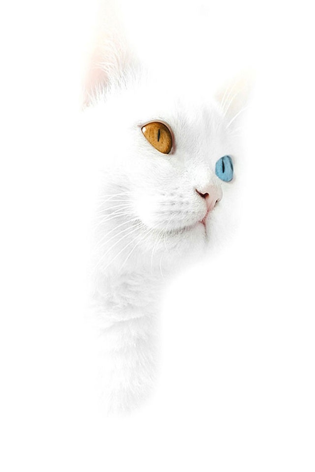 Cute White Kitty iPhone Wallpaper HD 3gs