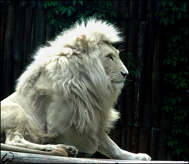 Rare White Lion Pictures