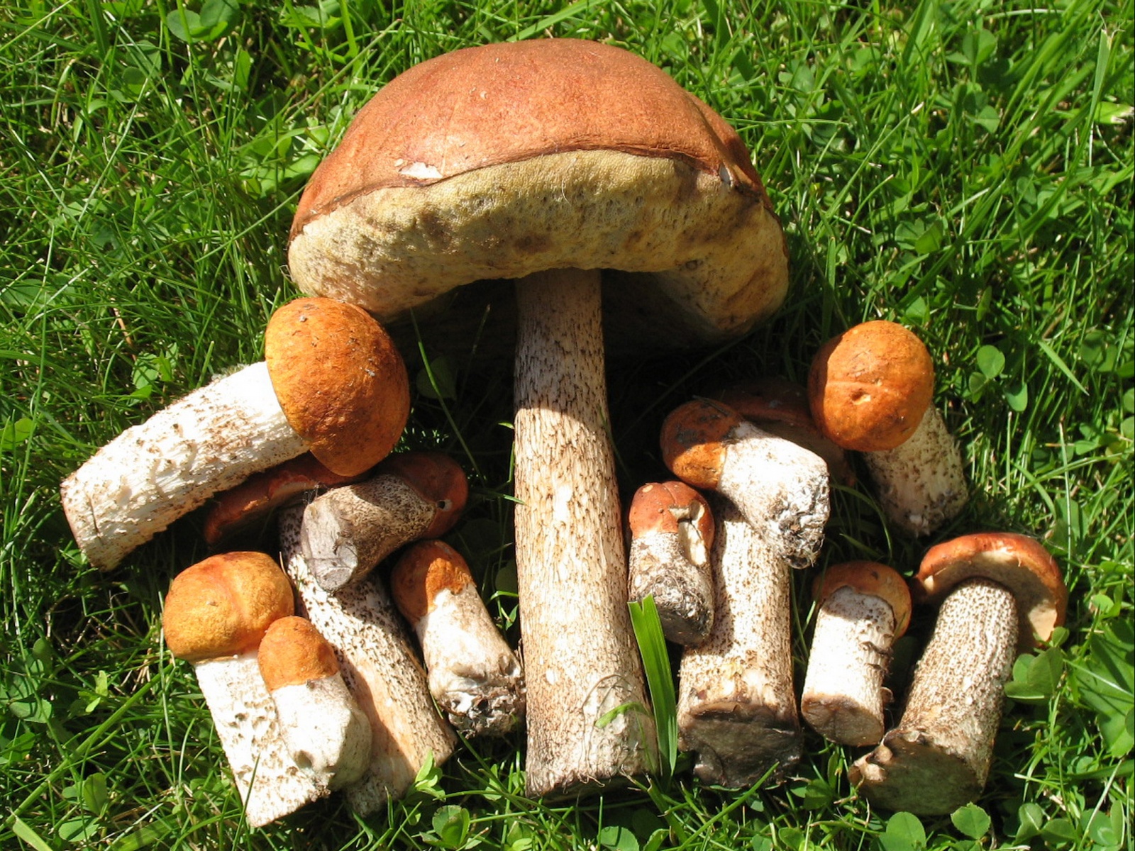 Edible Mushrooms Desktop Wallpaper