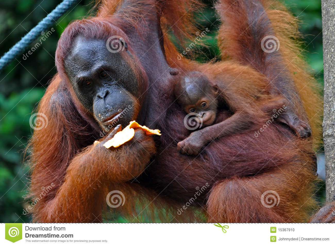 Baby Orangutan Pictures HD Wallpaper Pretty
