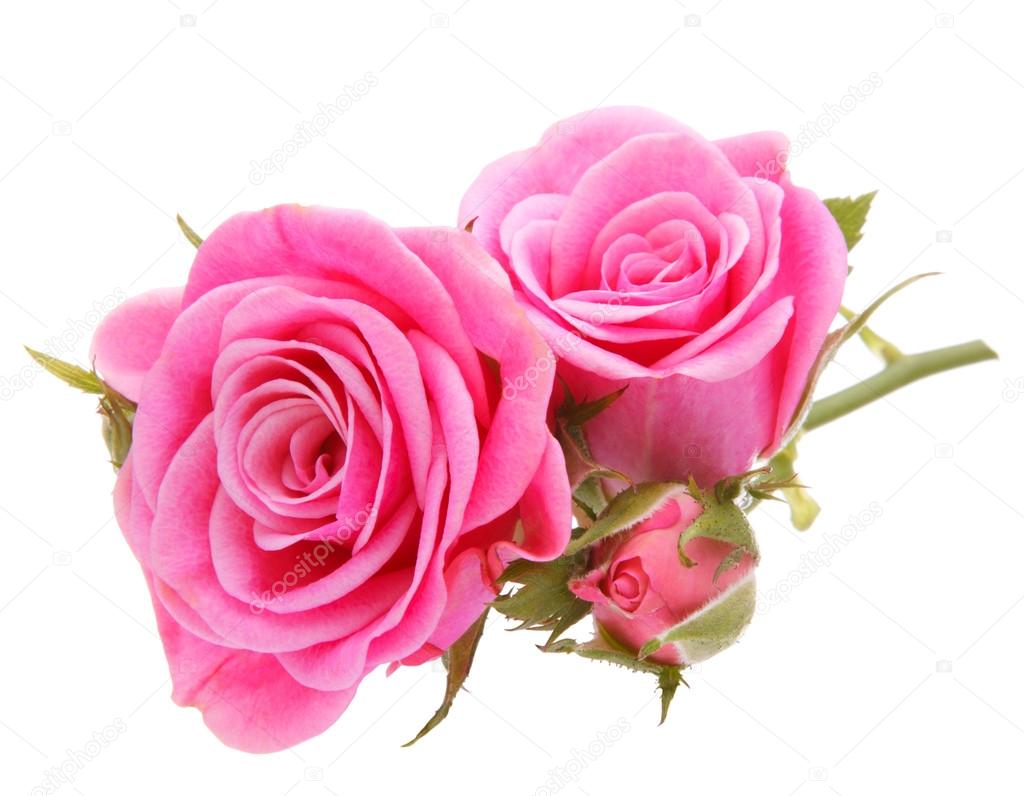 43+ Best Images Of Pink Roses On White Background - Complete Background