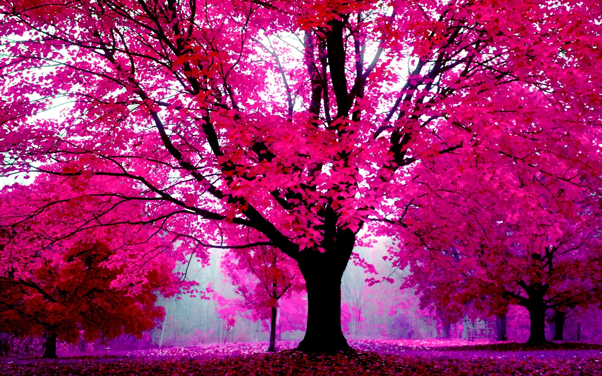 Pink Background For Desktop Image