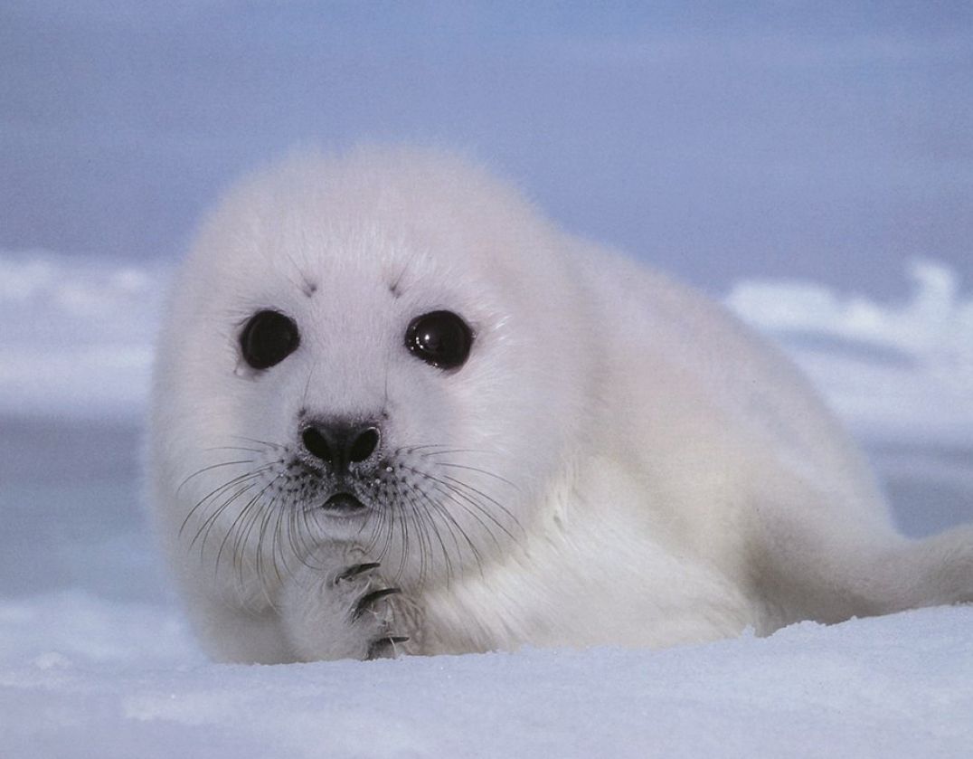 Baby seal arctic white fur cold HD wallpaper  Peakpx