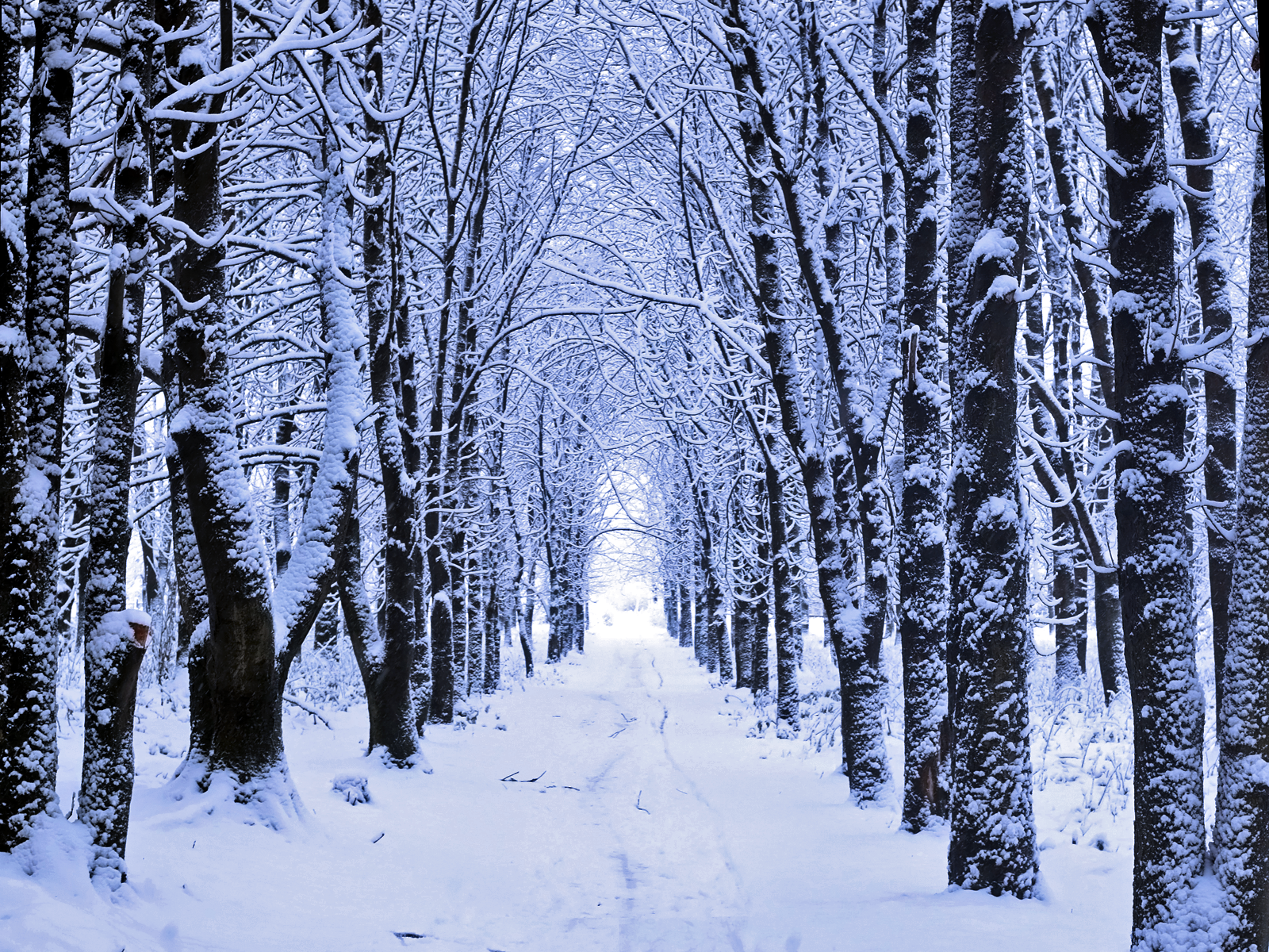 Winter Woods Snow Wallpaper Is The Ascendancy Of Moderate