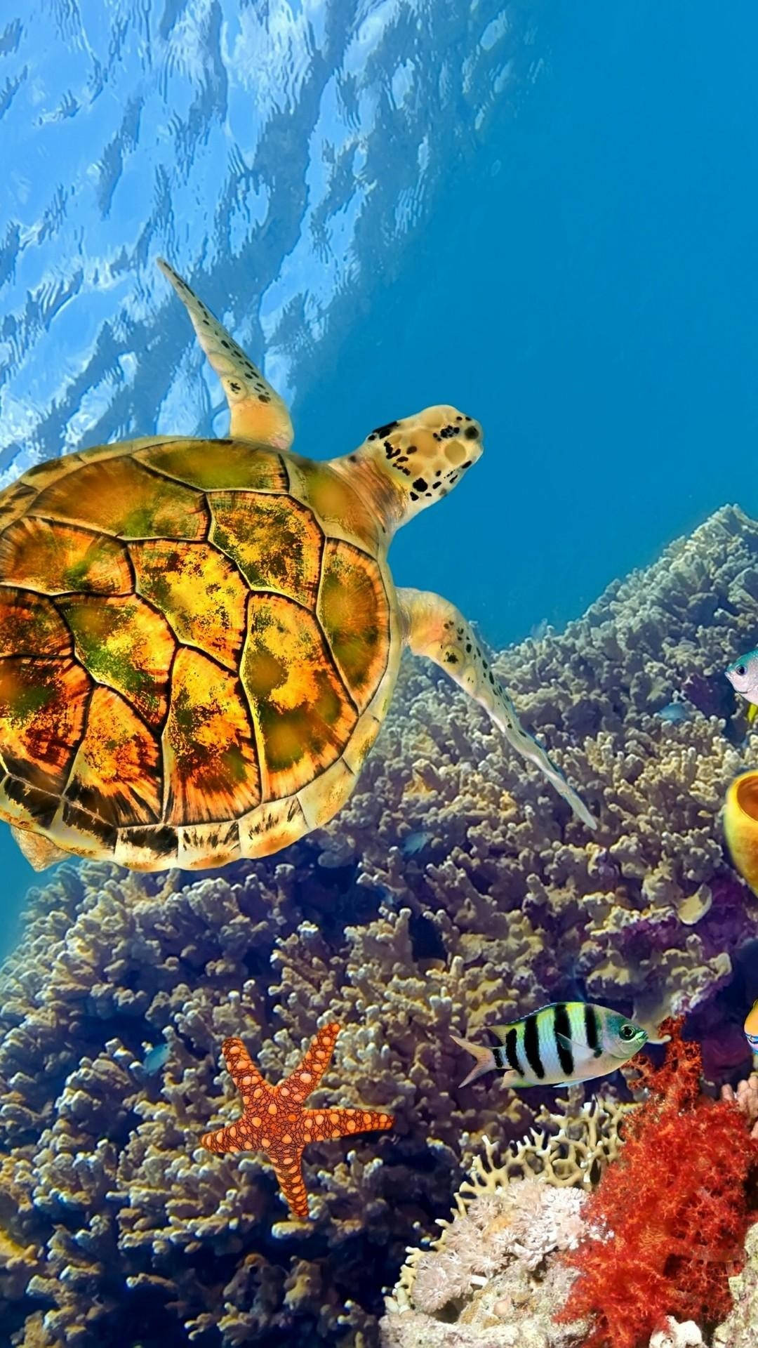 Sea Turtle iPhone Wallpaper