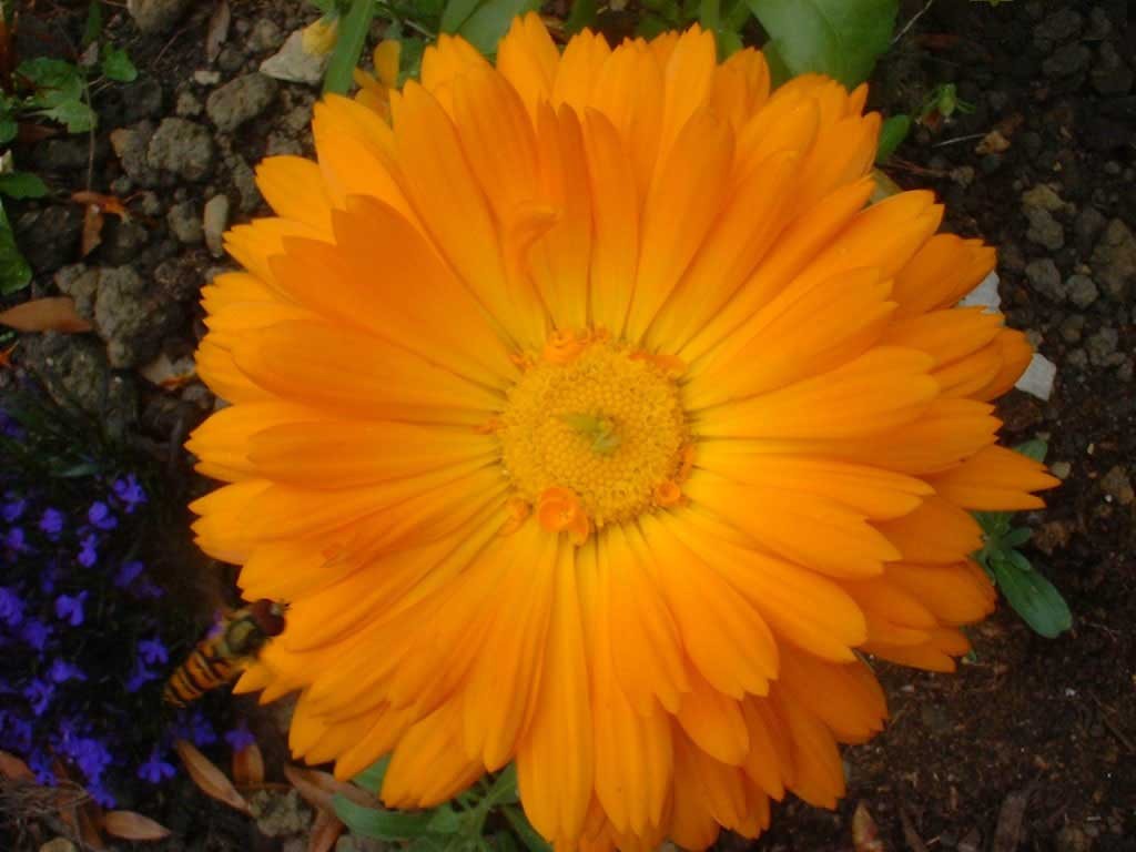 Yellow Daisy HD Wallpaper In Flowers Imageci