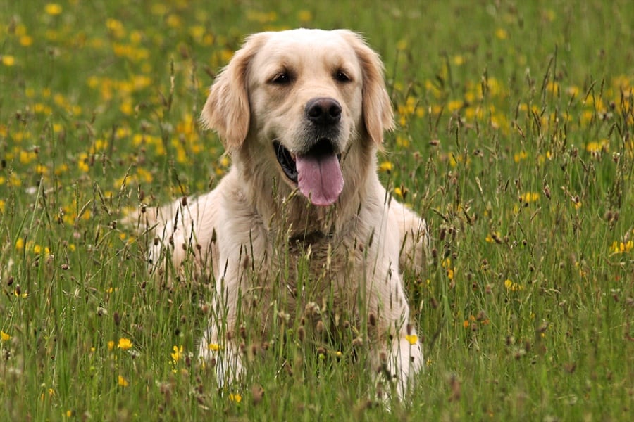 Free download golden retriever photo 152 Golden Retriever Photo ...