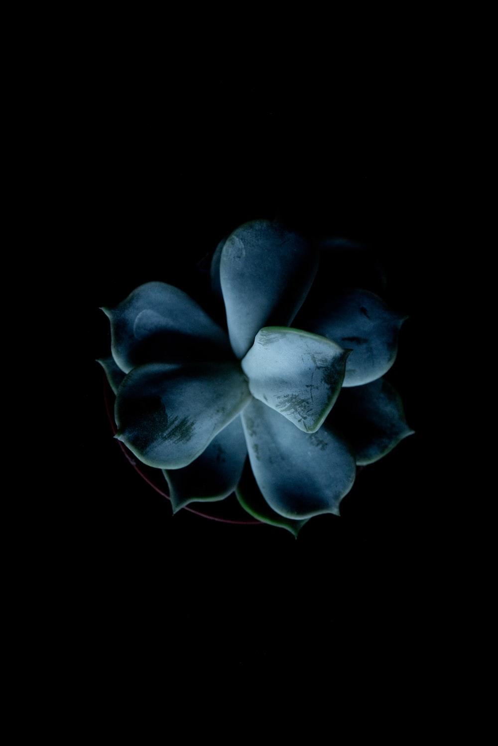 Blue Flower In Black Background Photo Plant Image