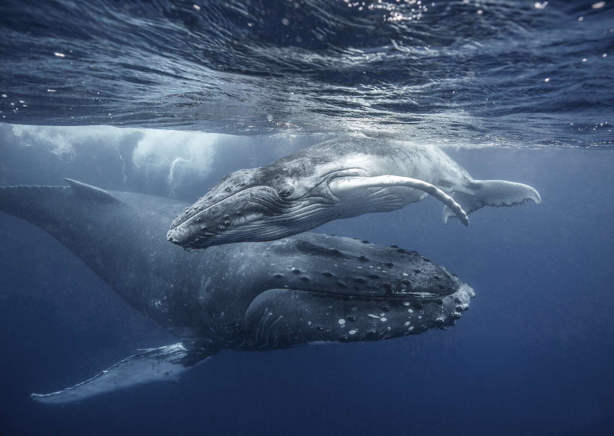 Whale Wallpaper